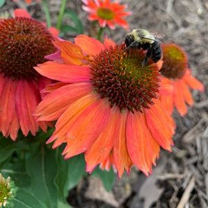 Meet your Posher, Zoe